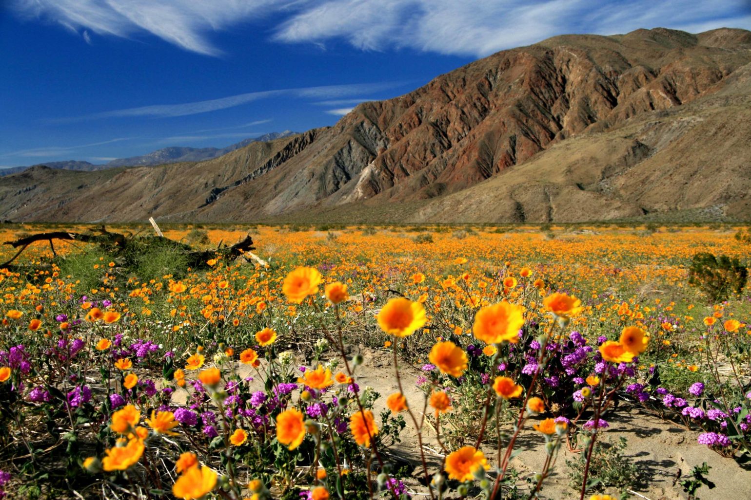 想看加州沙漠之花 今年哪時將百花齊放？ 北美新聞快報