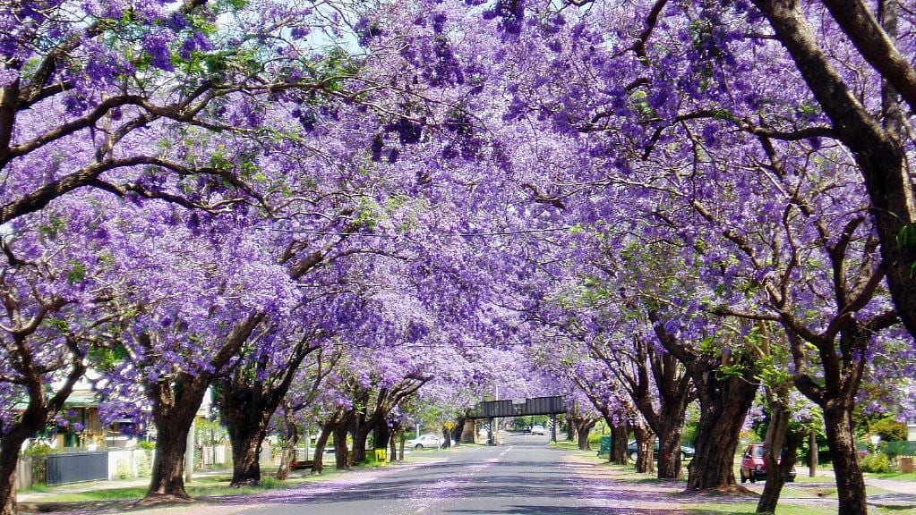 太浪漫 南加州藍花楹季夢幻紫色佈滿街道 北美新聞快報